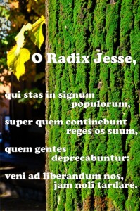 3-o-radix-jesse-04-400px
